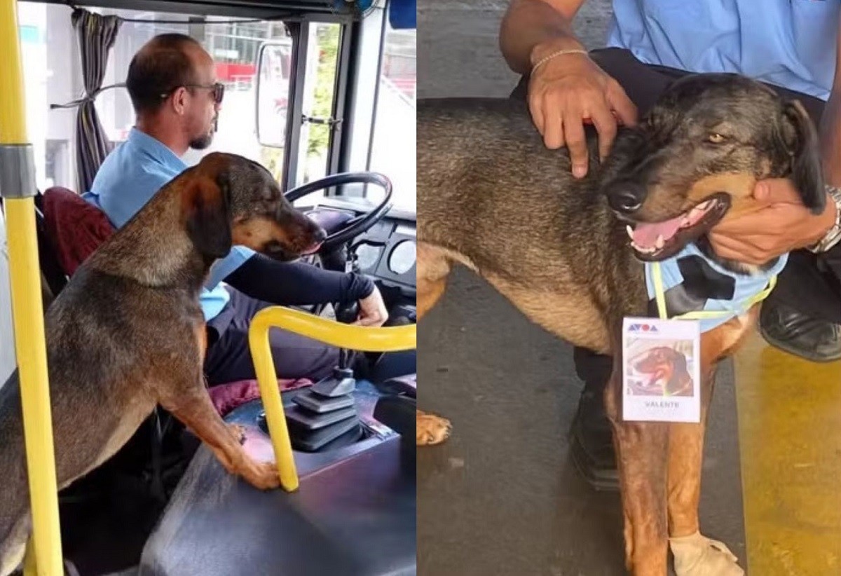 Cão com 'passe livre' em ônibus de cidade do interior de SP ganha crachá de funcionário: 'Passa o dia indo de linha em linha'