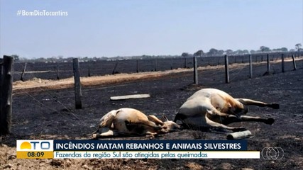 Incêndios em fazendas matam rebanhos e animais silvestres na região sul do Tocantins