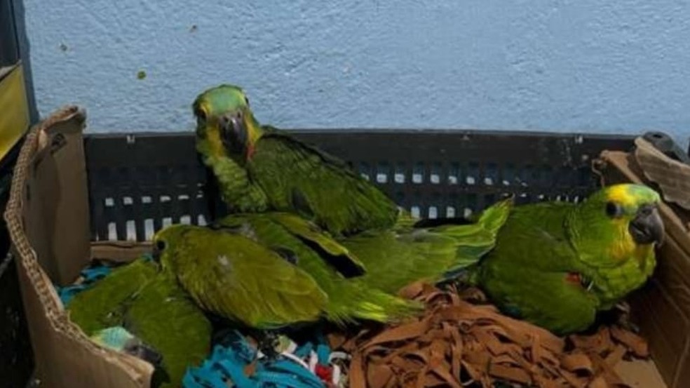 Aves silvestres eram mantidas em local insalubre, em Fortaleza. — Foto: SSPDS/Reprodução