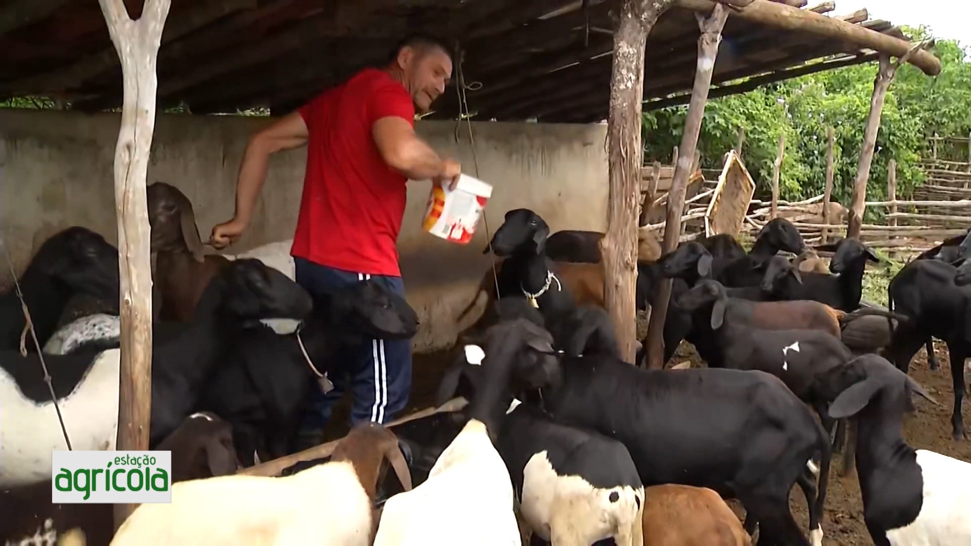 VÍDEOS: Estação Agrícola, 25 de maio