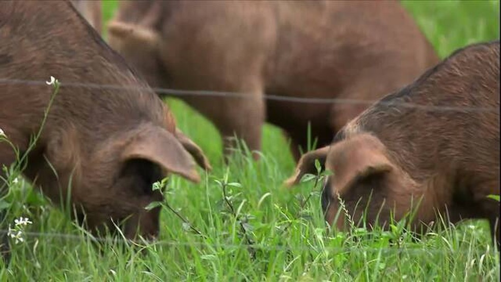  — Foto: Reprodução/Globo Rural