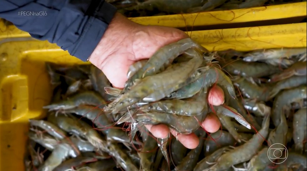 Do laboratório ao viveiro: startup nordestina leva ciência ao agronegócio e fatura com camarão no RN — Foto: Reprodução/Tv Globo