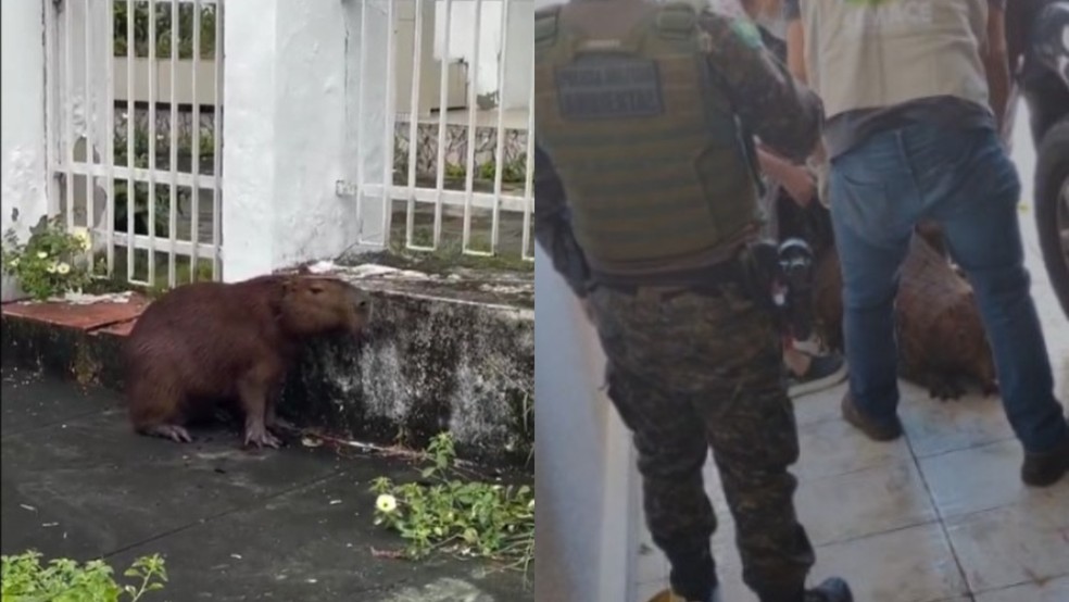 Capivara foi resgatada dentro de residência nesta quarta-feira (22) — Foto: Reprodução