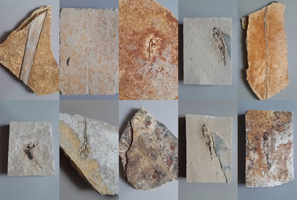 14 fósseis de do período cretáceo inferior, com aproximadamente 120 milhões de anos, são apreendidos durante operação do Cariri. — Foto: PRF/ Divulgação