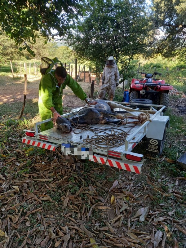 Ataque de abelhas mata dois cavalos em Guarapari - Portal 27