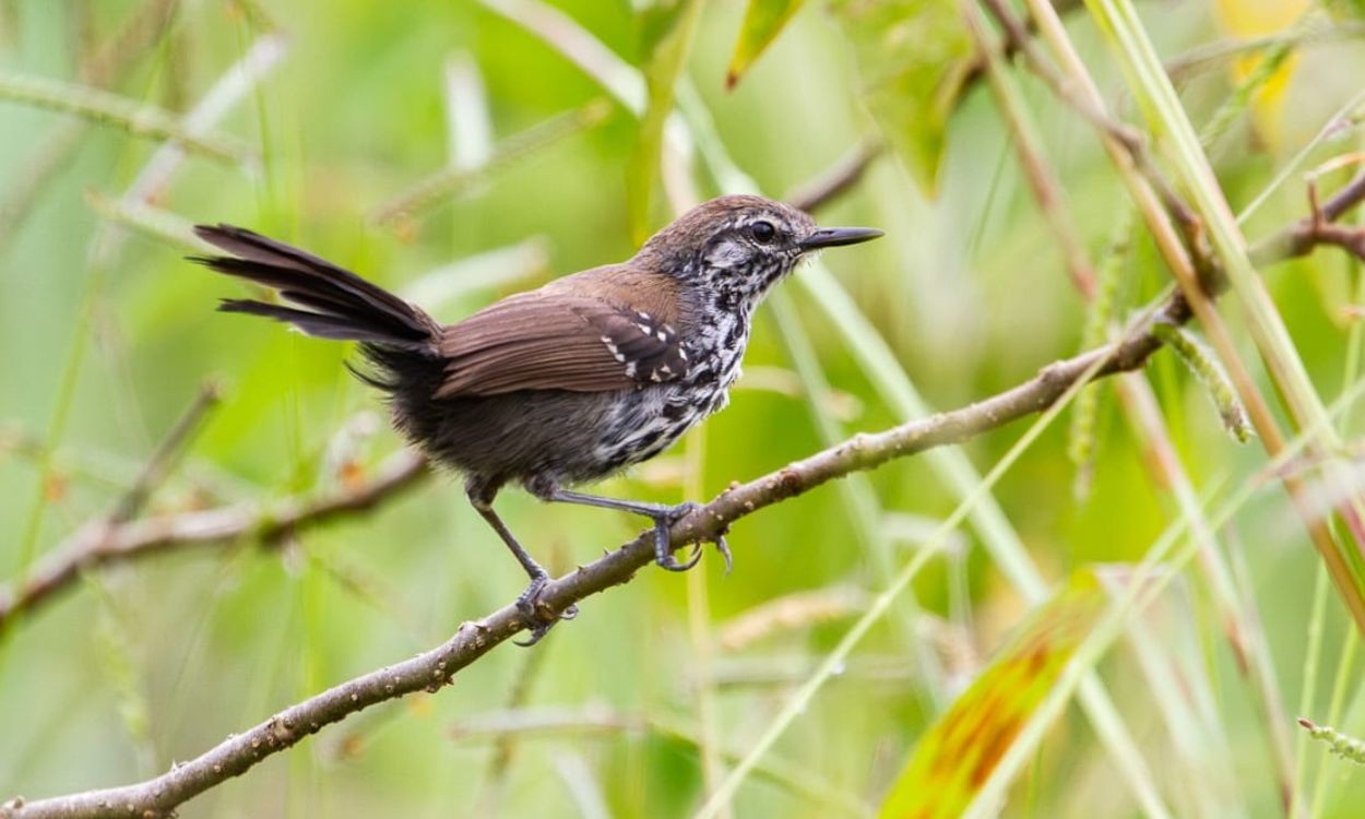 Salesópolis cria novo refúgio para proteger uma das aves mais raras do Brasil