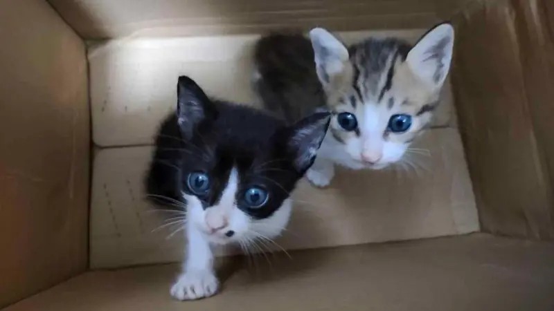 Os assustadores grupos online de tortura de gatos desvendados pela BBC