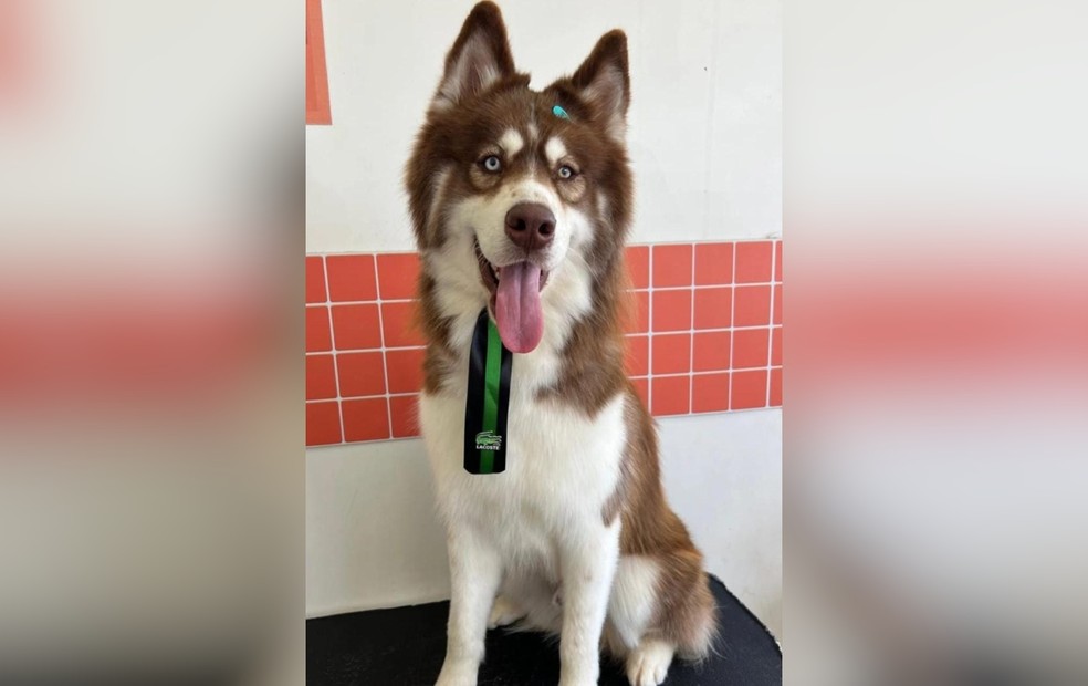 Veterinária de Itapetininga traz orientações sobre os cuidados necessários com os animais ao dar banho. — Foto: Arquivo pessoal/Yasmin Harumi Correa