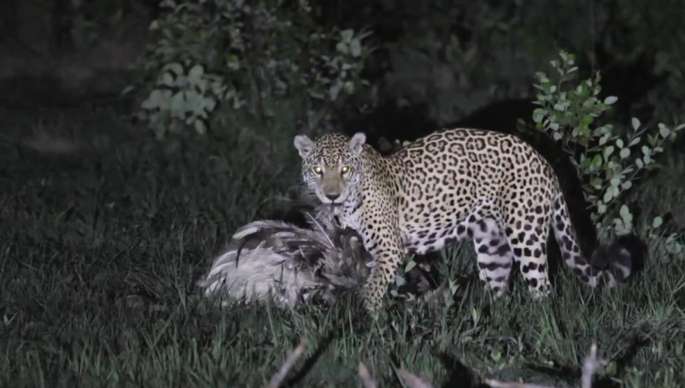 A onça Isa foi flagrada durante uma caçada noturna no Pantanal de MS — Foto: Rafael Del Prete