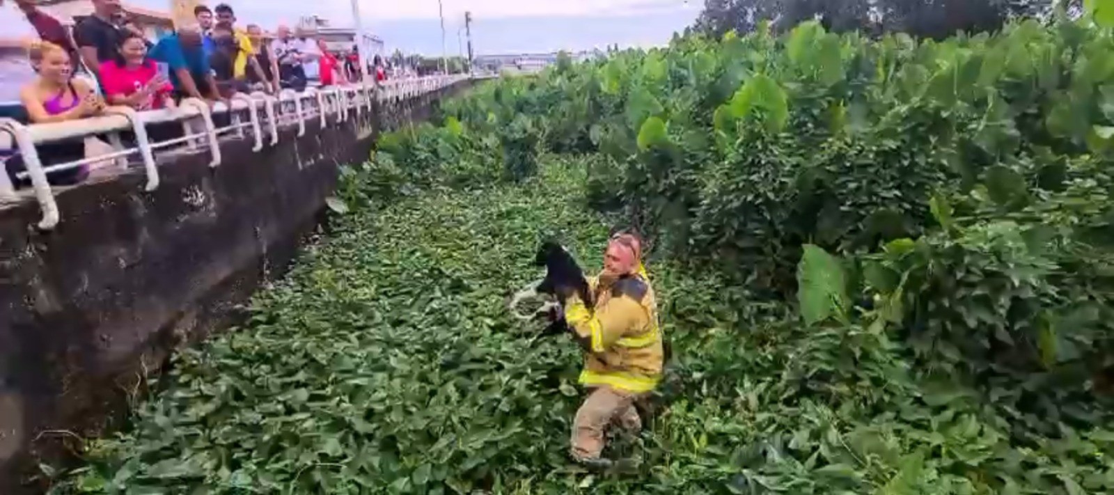 No AP, cachorro é resgatado após cair em área de vegetação do Rio Amazonas; VÍDEO