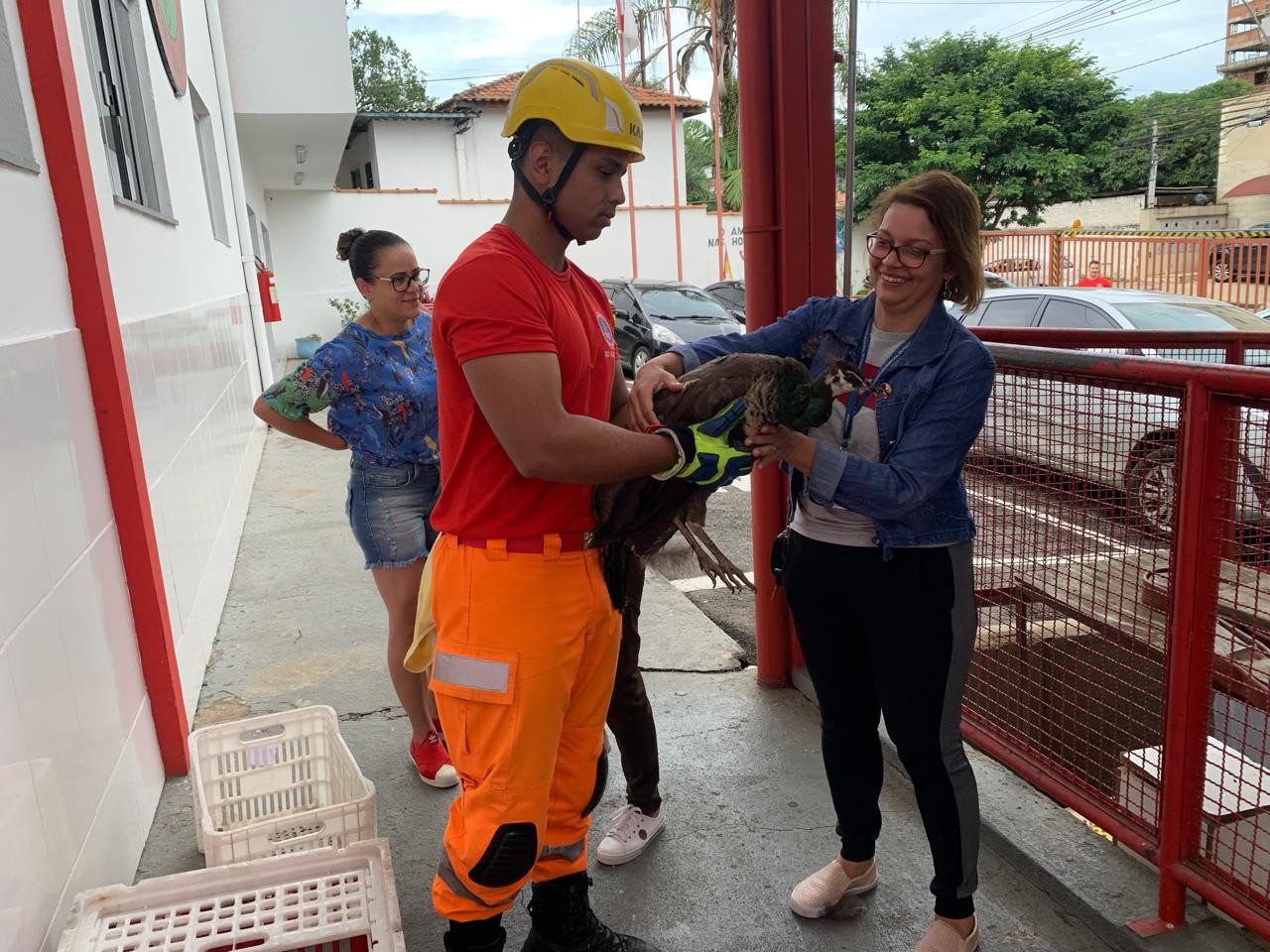 Bombeiros recuperam pavão furtado de fazendinha de creche em Poços de Caldas, MG