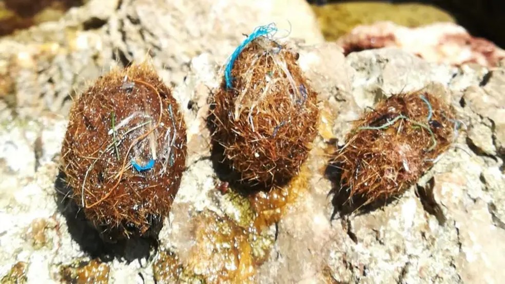 As 'bolas de Netuno' — plantas marinhas densamente emaranhadas — capturam pedaços de plástico no mar. — Foto: Anna Sánchez-Vidal via BBC