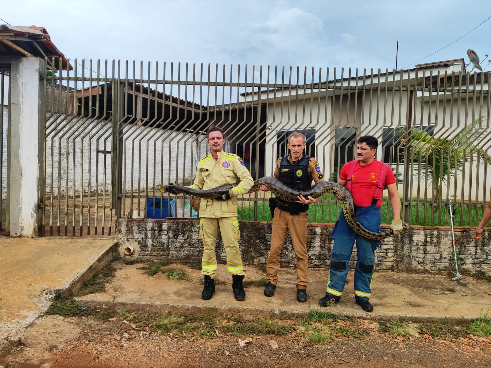VÍDEO: Sucuri de 4 metros é encontrada no quintal de casa, em Guaíra  