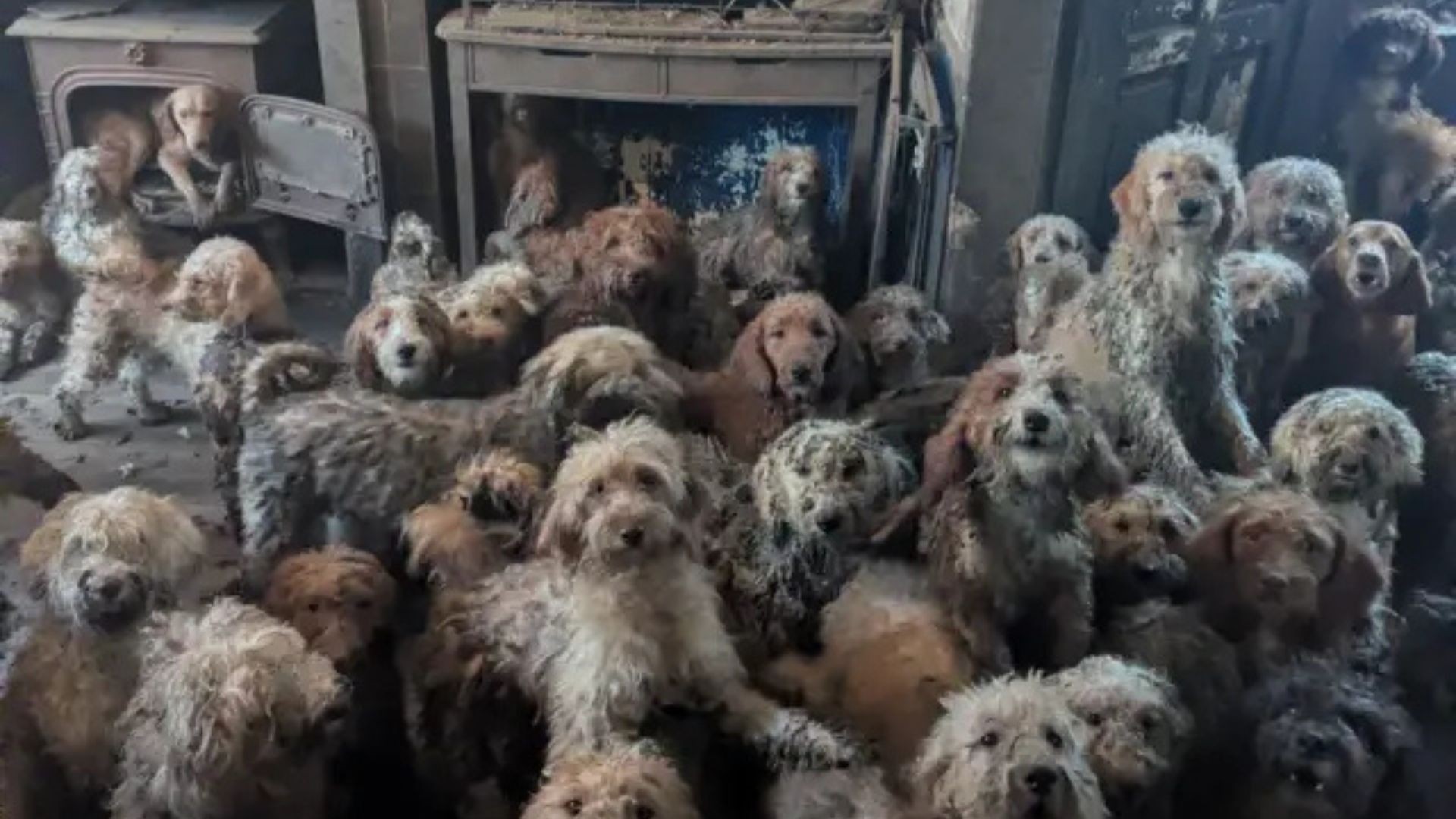 A chocante imagem de 250 cães resgatados em sala de casa no Reino Unido: 'Eles agora estão muito bem'