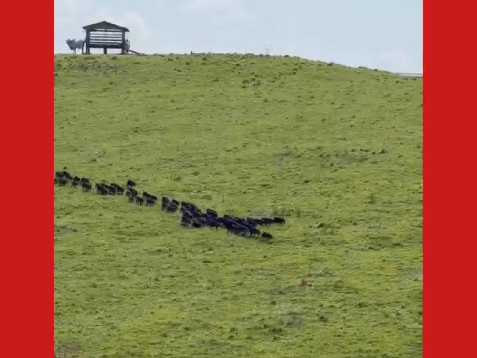 VÍDEO flagra 'porcos selvagens' às margens de rodovia no Acre