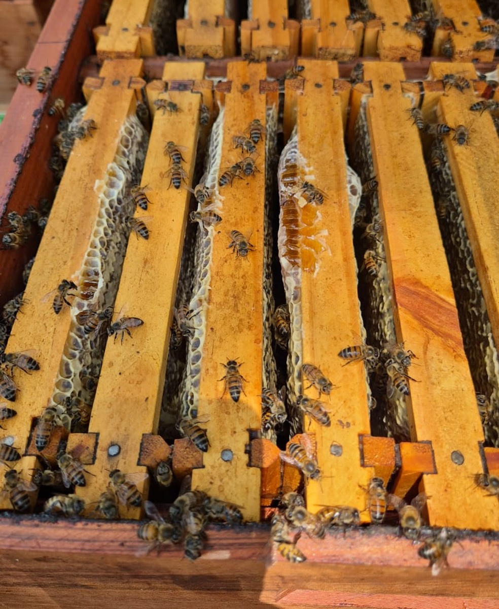 Abelhas estão sendo afetadas pelas queimadas em Mato Grosso — Foto: Reprodução