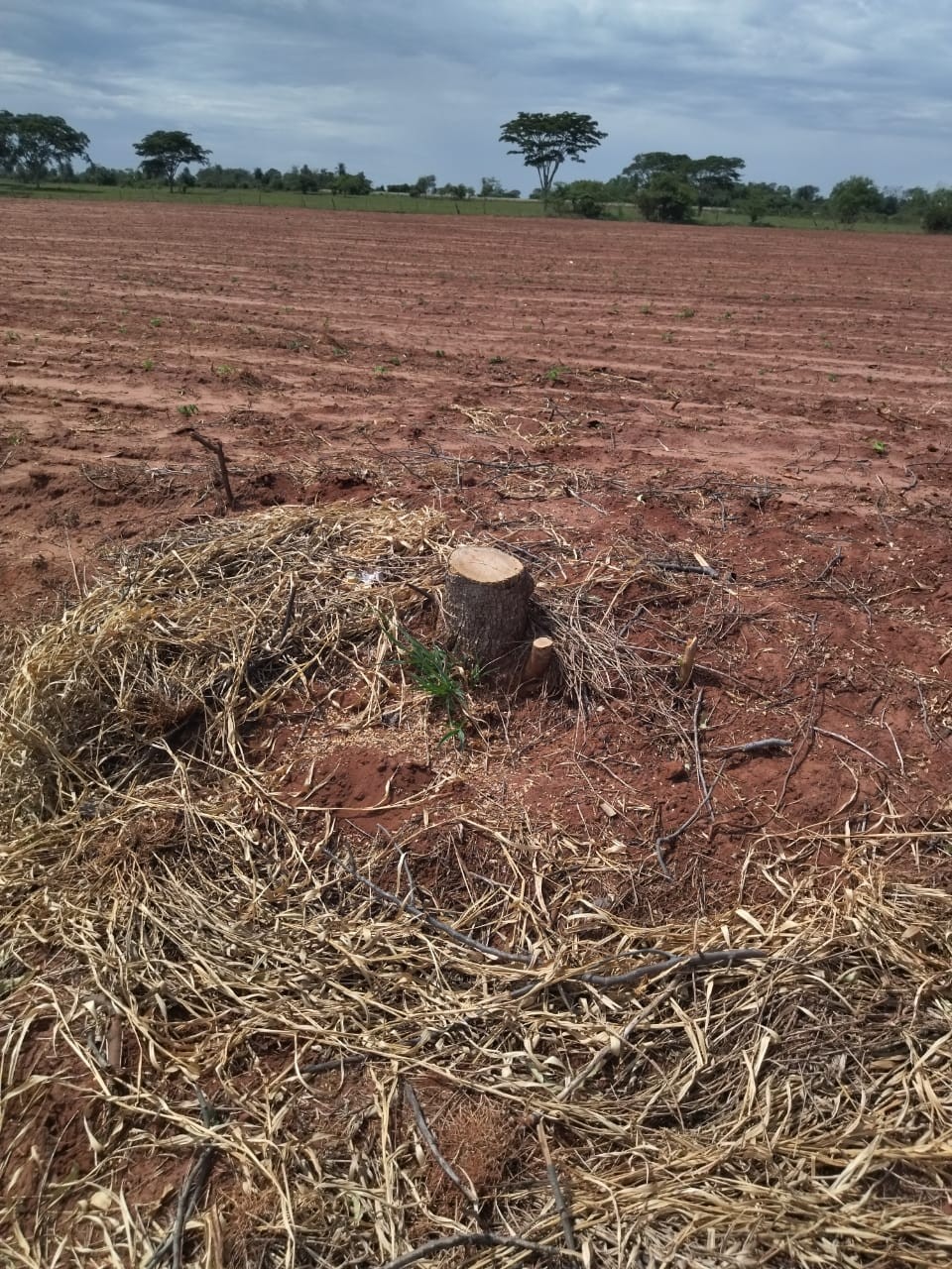 Lavrador usa fogo para limpar área com 21 árvores nativas e recebe multa de R$ 7,9 mil, em Rosana 