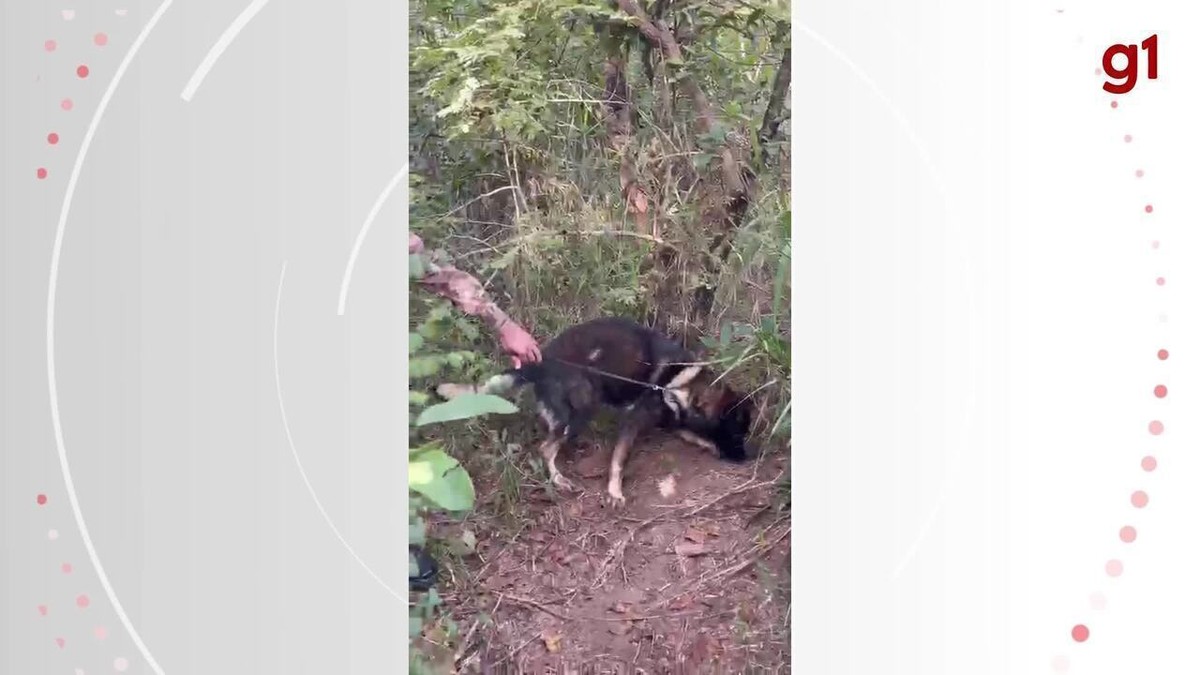 VÍdeo Com Ajuda De Cão Farejador Pm Localiza Drogas Em Divinópolis