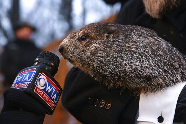 Dia da Marmota EUA terao mais seis semanas de inverno preve animal Mundo G1
