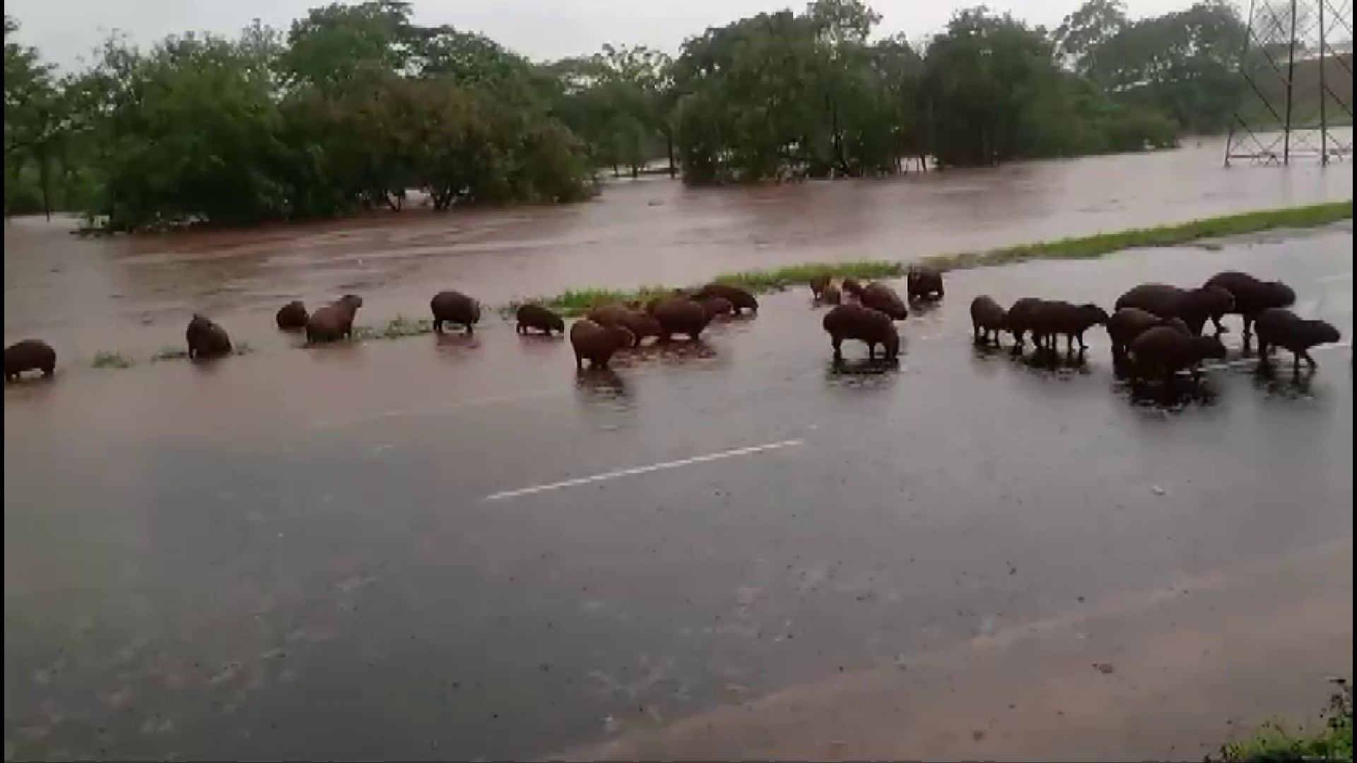 Vídeo mostra família de capivaras em travessia tranquila por avenida alagada em Ribeirão Preto, SP 