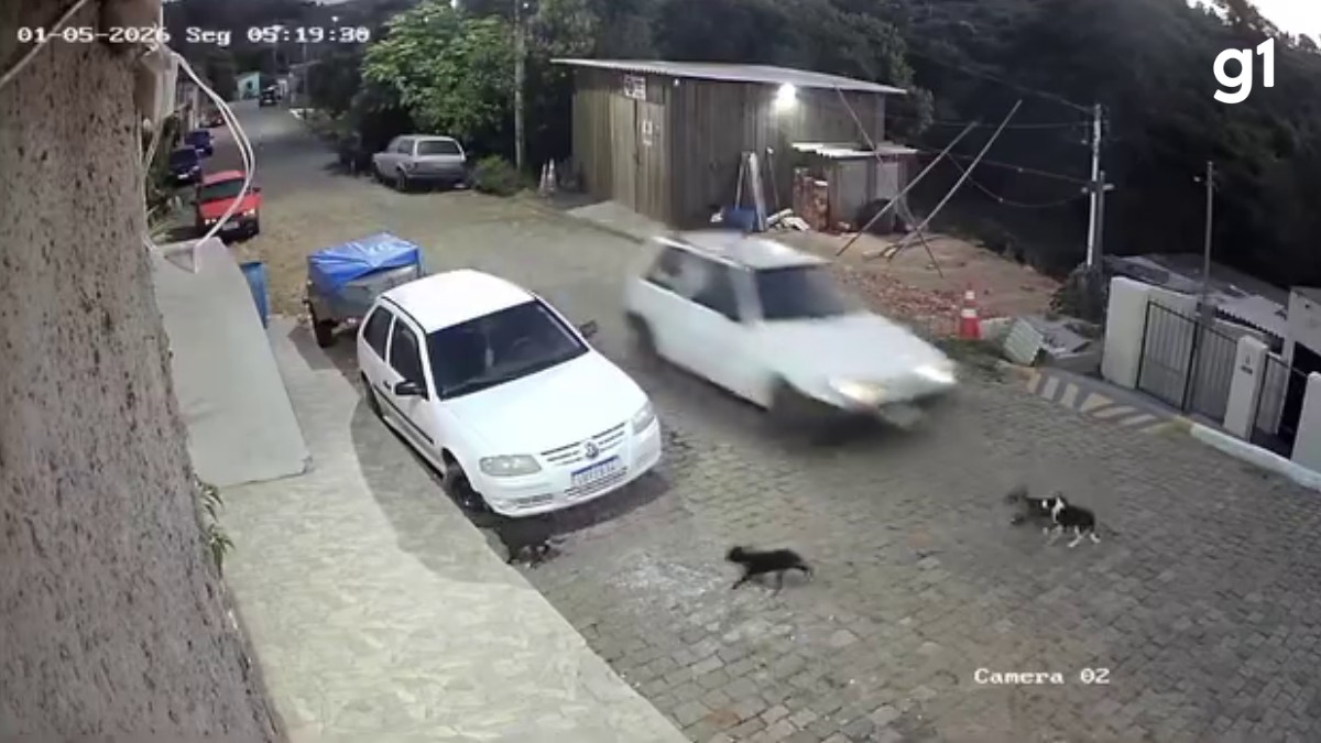 'O cachorro não quis sair, azar o dele', diz homem preso por atropelar e matar cães no RS; ouça áudios