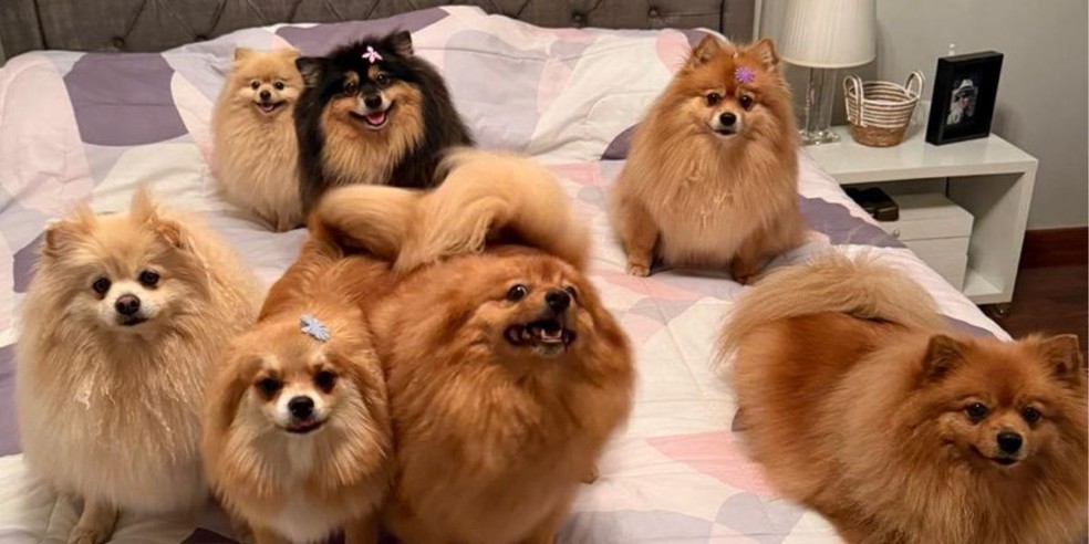 7 cães da raça Spitz vivem com os tutores, que são separados e dividem a guarda dos animais — Foto: Arquivo pessoal