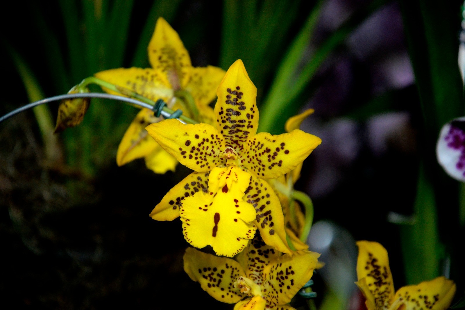 Festa das Orquídeas de Várzea Paulista: um espetáculo de cores, aromas e shows