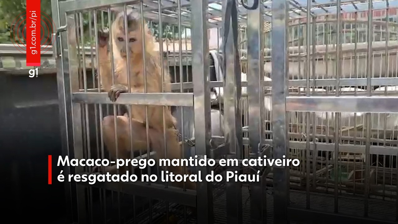 Vídeo: macaco-prego e pássaros mantidos em cativeiro são resgatados no Piauí