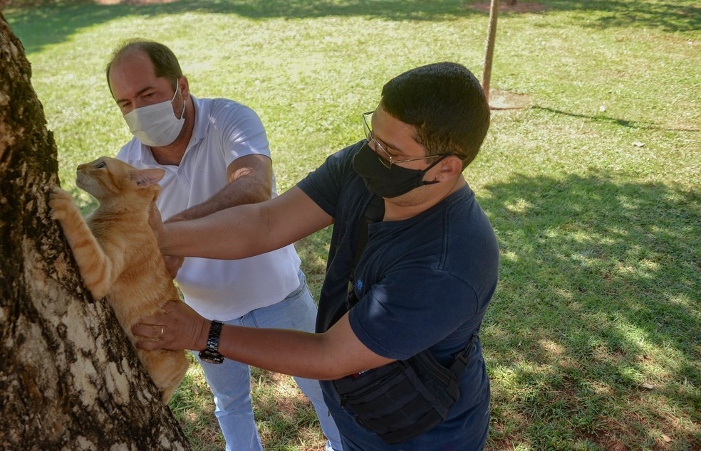 Gato sendo vacinado durante campanha contra raiva em Palmas — Foto: Raiza Milhomem/Prefeitura de Palmas/Divulgação