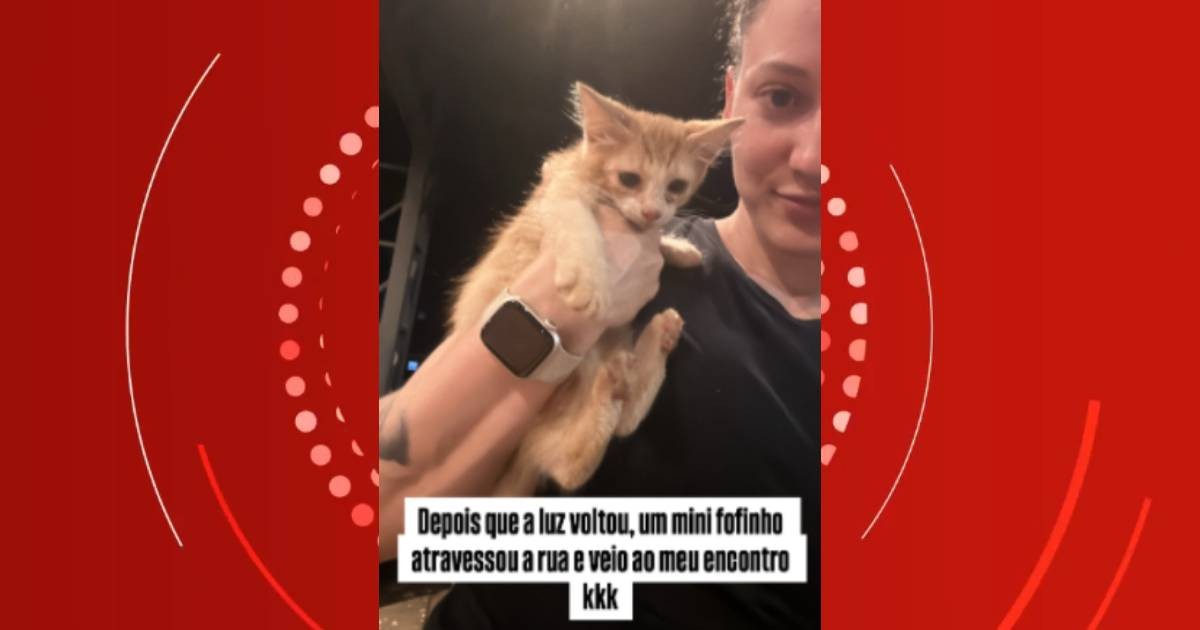 Gato abandonado aparece em lanchonete do PR, e contato inusitado de cliente rende adoção: 'Se eu pedir um hambúrguer, você traz o gato?'