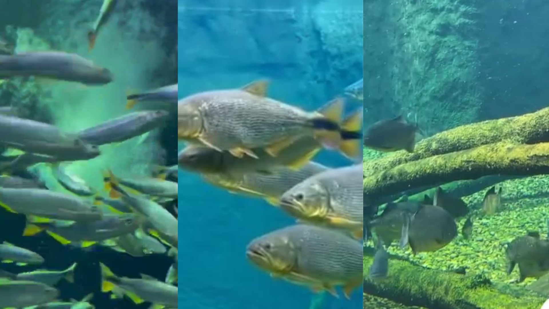 Peixe com pneumonia? Aquecedores na água são aliados no frio em maior aquário de água doce do mundo