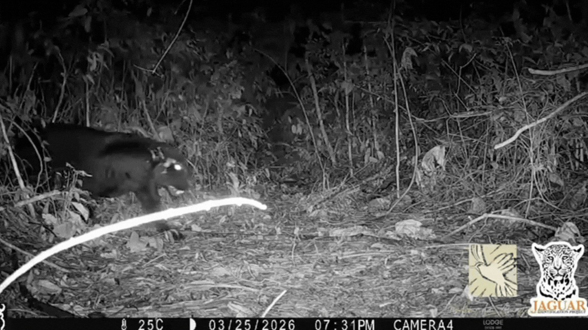 Em registro raro onça-preta é flagrada por câmeras de projeto em pousada no interior de MT