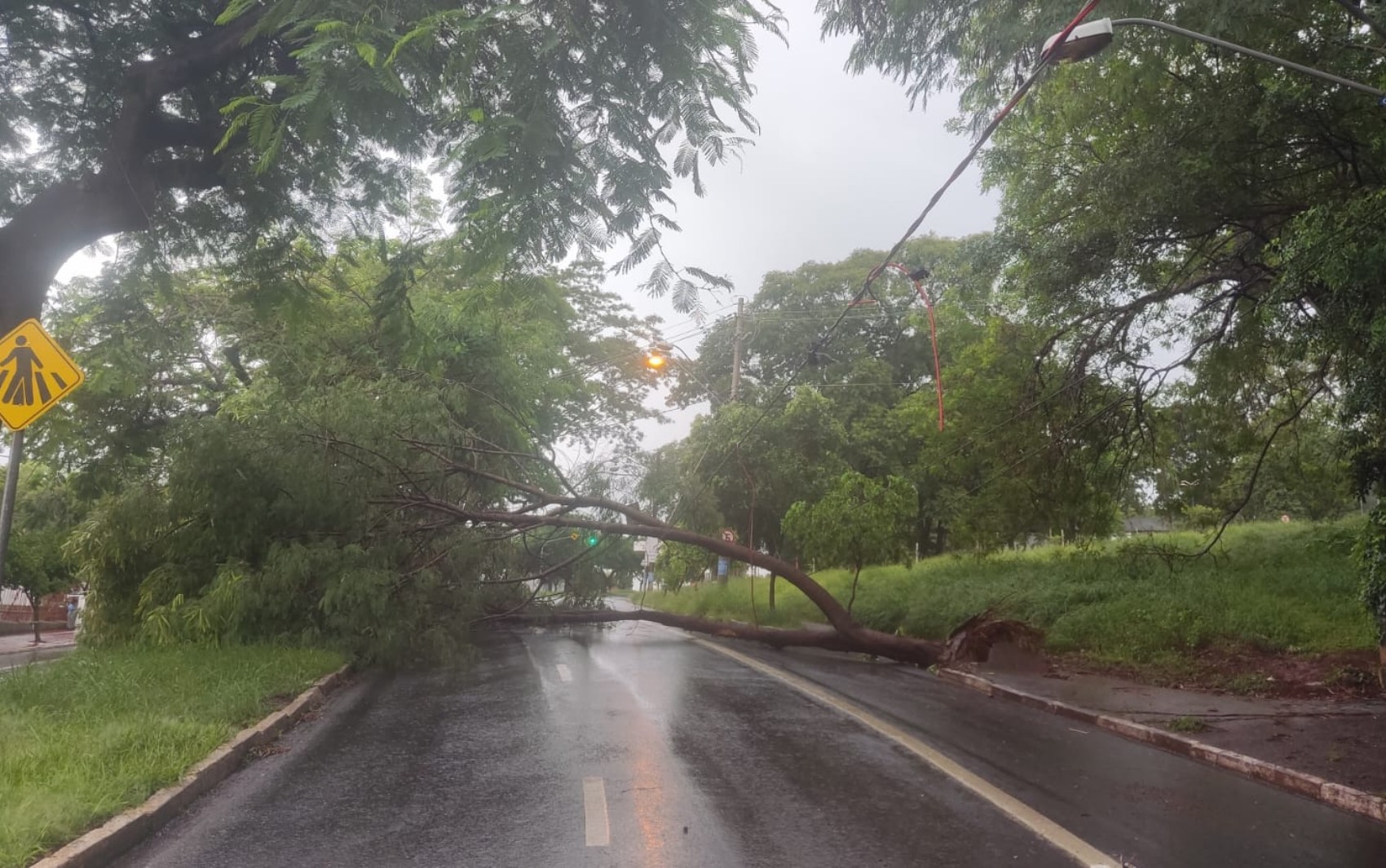 Em menos de uma hora, Ribeirão Preto registra alagamentos e queda de árvores por conta da chuva