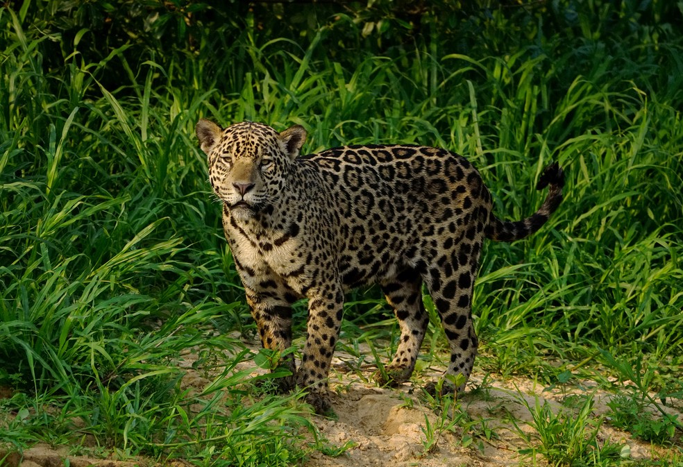 Onça-pintada é espécie emblemática do Brasi — Foto: Acervo TG