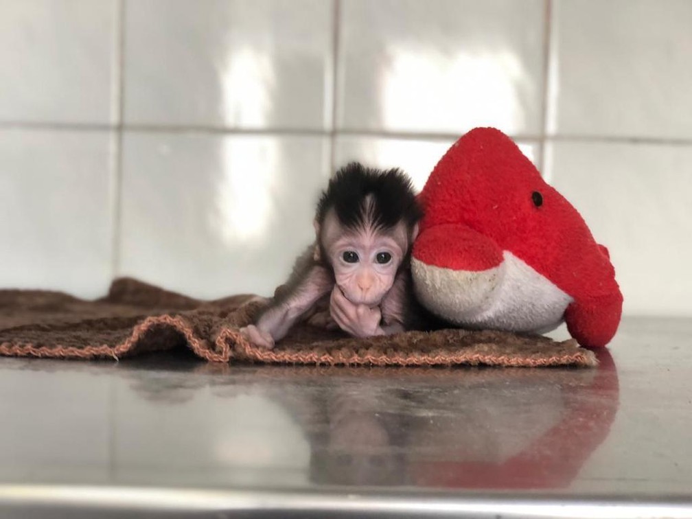 Semace realiza resgate de filhote de macaco-prego em Jaguaribe