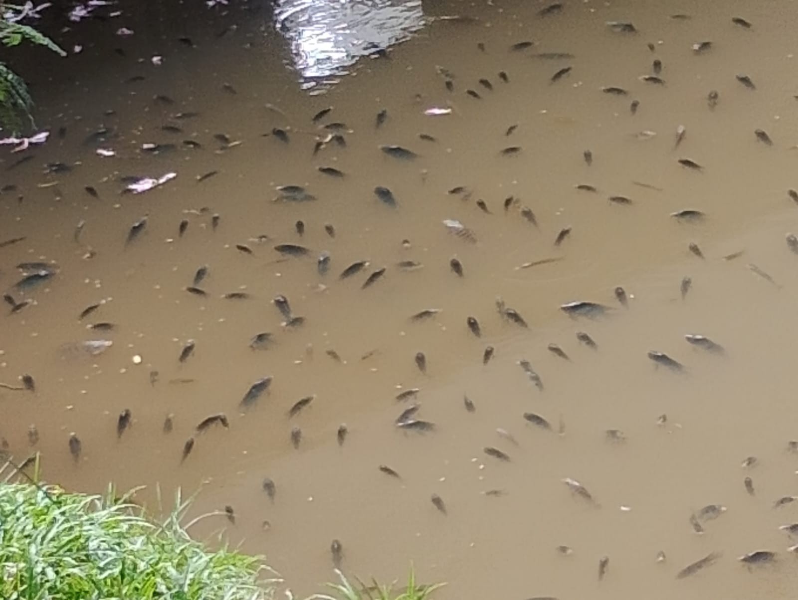 Peixes aparecem mortos em rio e vistoria aponta falta de oxigênio na água, em Barra Mansa