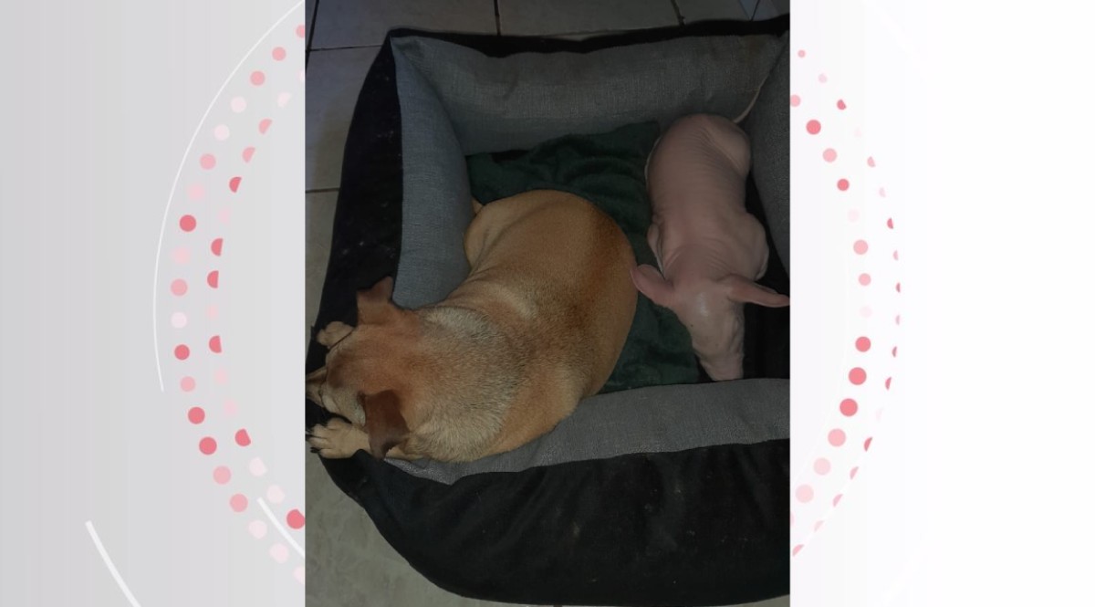 Vídeo: porca 'aprende a latir' após conviver com cachorros em propriedade rural do Paraná