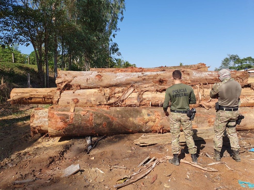 Polícia Federal e Ibama investigam madeireiras suspeitas de explorar a TI Uru-Eu-Wau-Wau — Foto: Polícia Federal/Divulgação