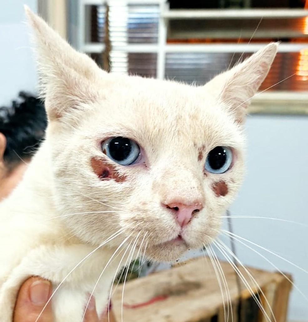 Homem foi autuado em R$ 3 mil por maus-tratos a um gato, em Presidente Prudente (SP) — Foto: Polícia Militar Ambiental