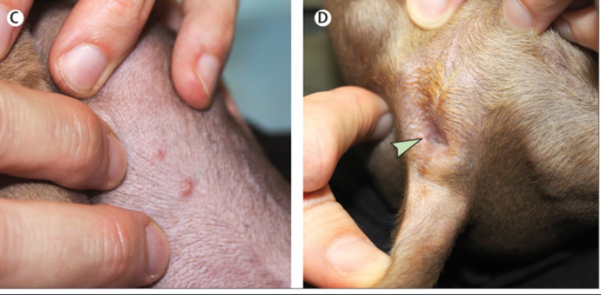 La France enregistre le premier cas de transmission de la variole du singe à un chien |  Variole du singe