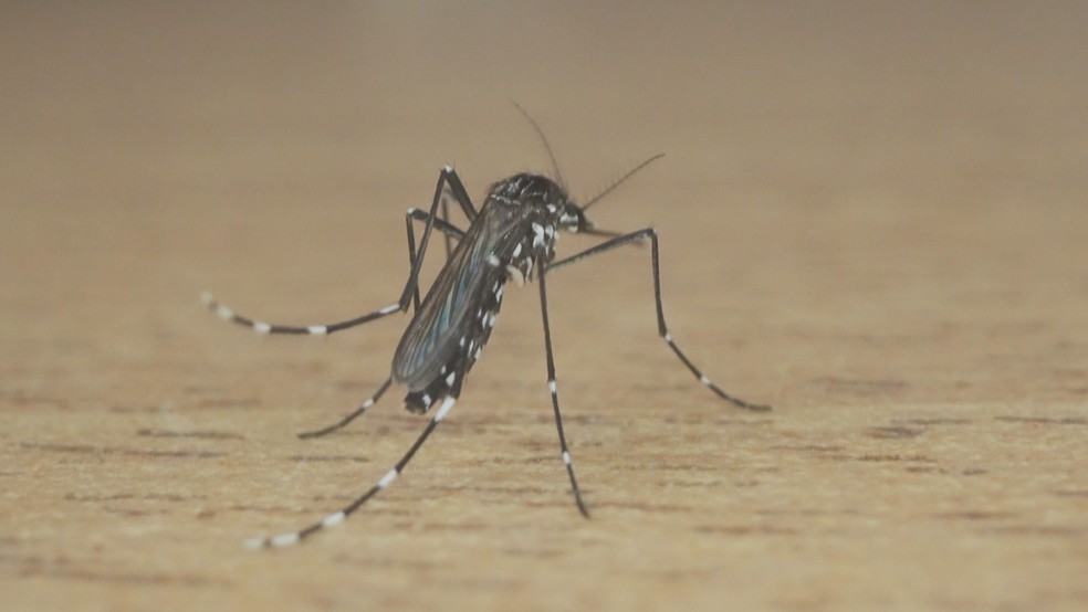 Mosquito da dengue  — Foto: Reprodução/RBS TV