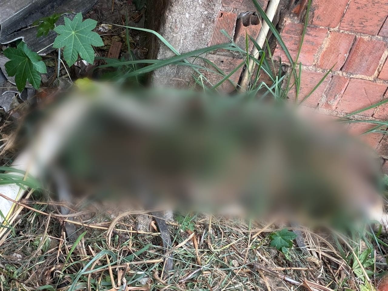 Ossada humana é encontrada em terreno em Barra Mansa