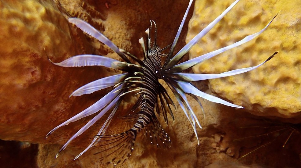 Foto de um peixe-leão — Foto: matteobellu239 / iNaturalist