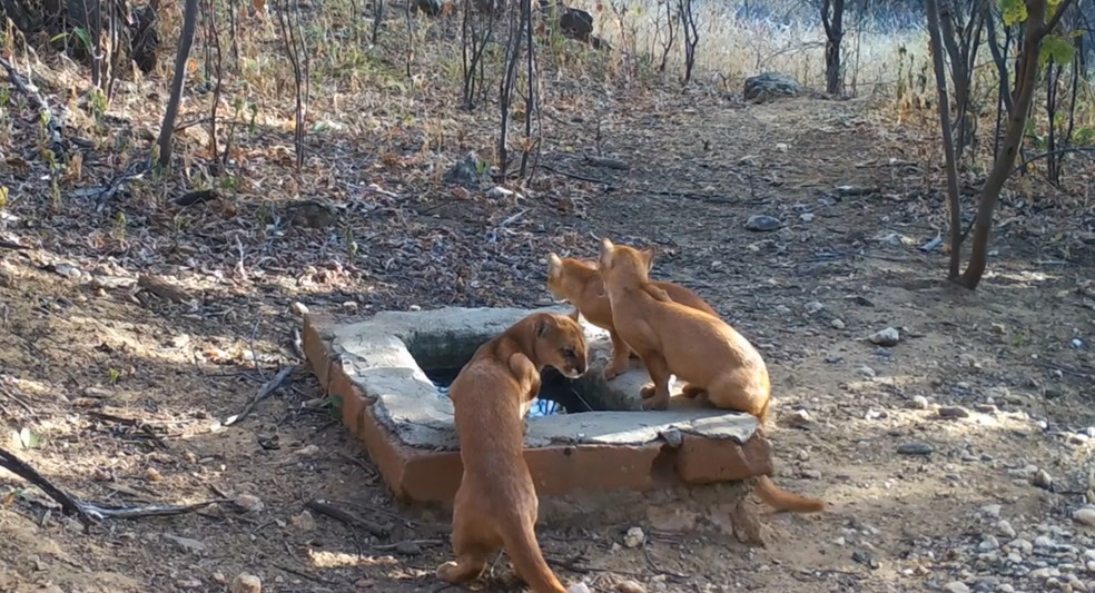 Vídeo no  mostra início de amizade entre filhotes de gato e ouriço