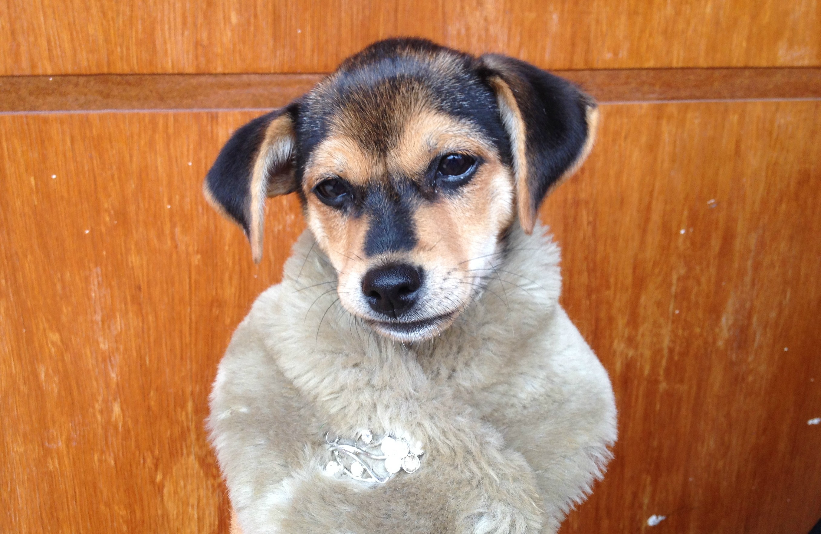 Campanha arrecada roupas de frio e voluntárias costuram para animais de rua no interior de SP