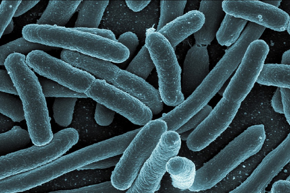 Bactérias Escherichia coli, habitante comum do intestino humano — Foto: NIAID/NIH