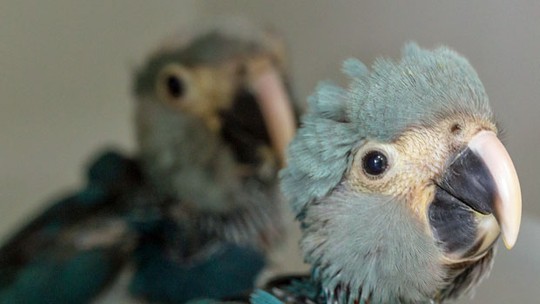 Brasil registra nascimento de filhotes de ararinha-azul depois de 14 anos