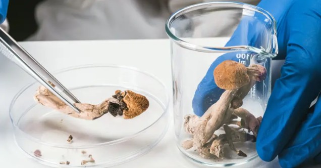 'Conheci a sensação de paz pela primeira vez': o debate sobre a prescrição de cogumelos alucinógenos no 'SUS britânico'