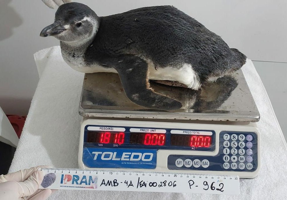 Pinguim-de-magalhães é filhote e foi encontrado muito debilitado — Foto: Reprodução/IPRAM