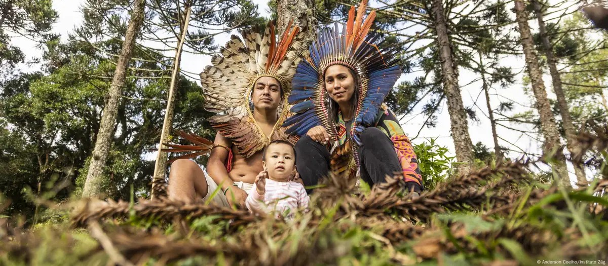 
Os indígenas que estão plantando uma floresta de araucárias